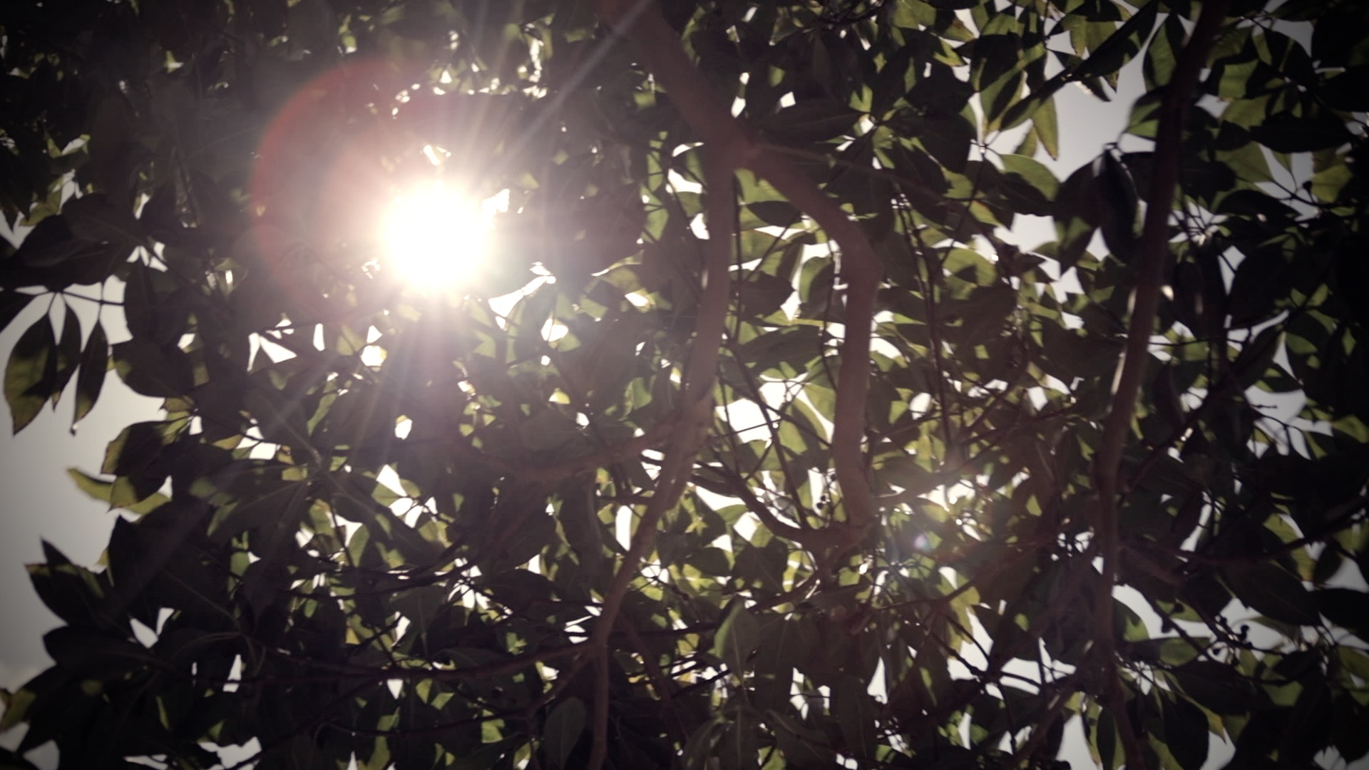 the sun shining through  a tree